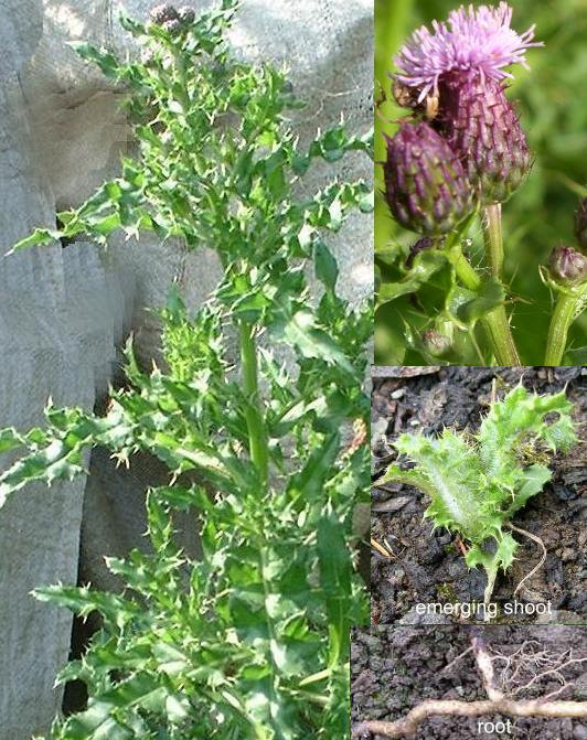 Creeping Thistle Recognition And Treatment