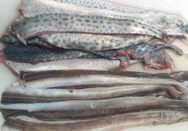 アブラボウズ釣り やまさんのボート釣り日記