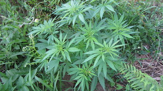 marihuana aclimatada 1 agosto 2013