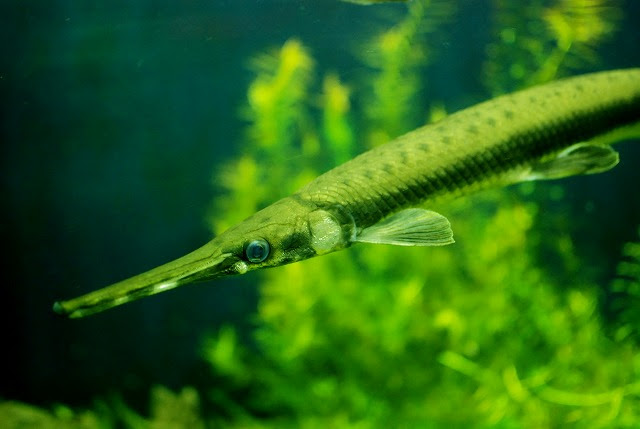 たまには真剣に ガー科魚類 特定外来生物に指定 報道を考える Ra S Aqua Pictures