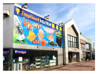 小平店情報 熱帯魚ショップトロピランド