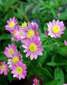 花 ミヤコワスレ 4月2日の花と花言葉 ミヤコワスレ 魅る魅るガーデニング