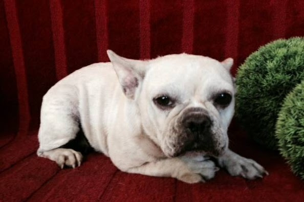 French Bulldog Rescue Take 2 by Tom Riley  GoFundMe