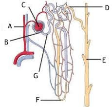 MT9b: Renal - Nephron Labeling Diagram | Quizlet