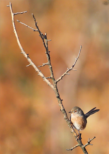 Toutinegra-do-mato (Sylvia undata)