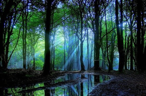 beautiful, beauty, blue, calm, color, enchanted forest 