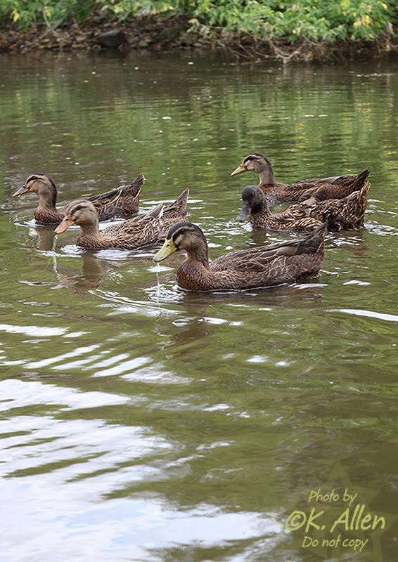 Ducks at the pond