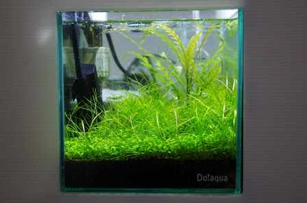 45f 水深16cmの水草水槽 ヒーターはじめました