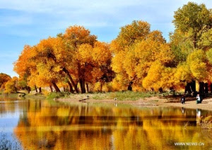 Populus euphratica