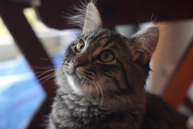 bad ear day
