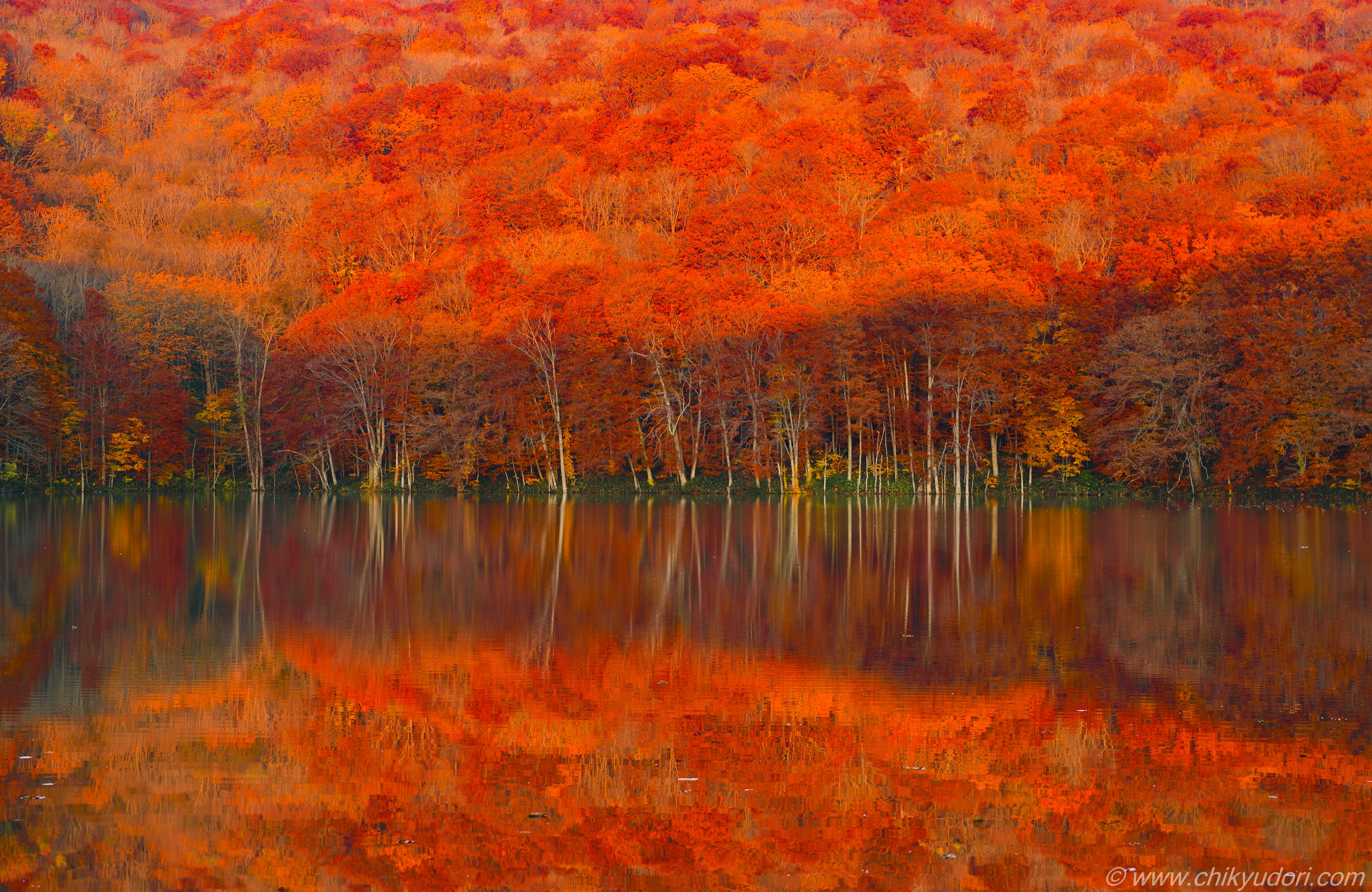 赤のシンメトリーの絶景 紅葉の蔦沼の朝焼け 蔦の７沼巡り 地球の撮り方