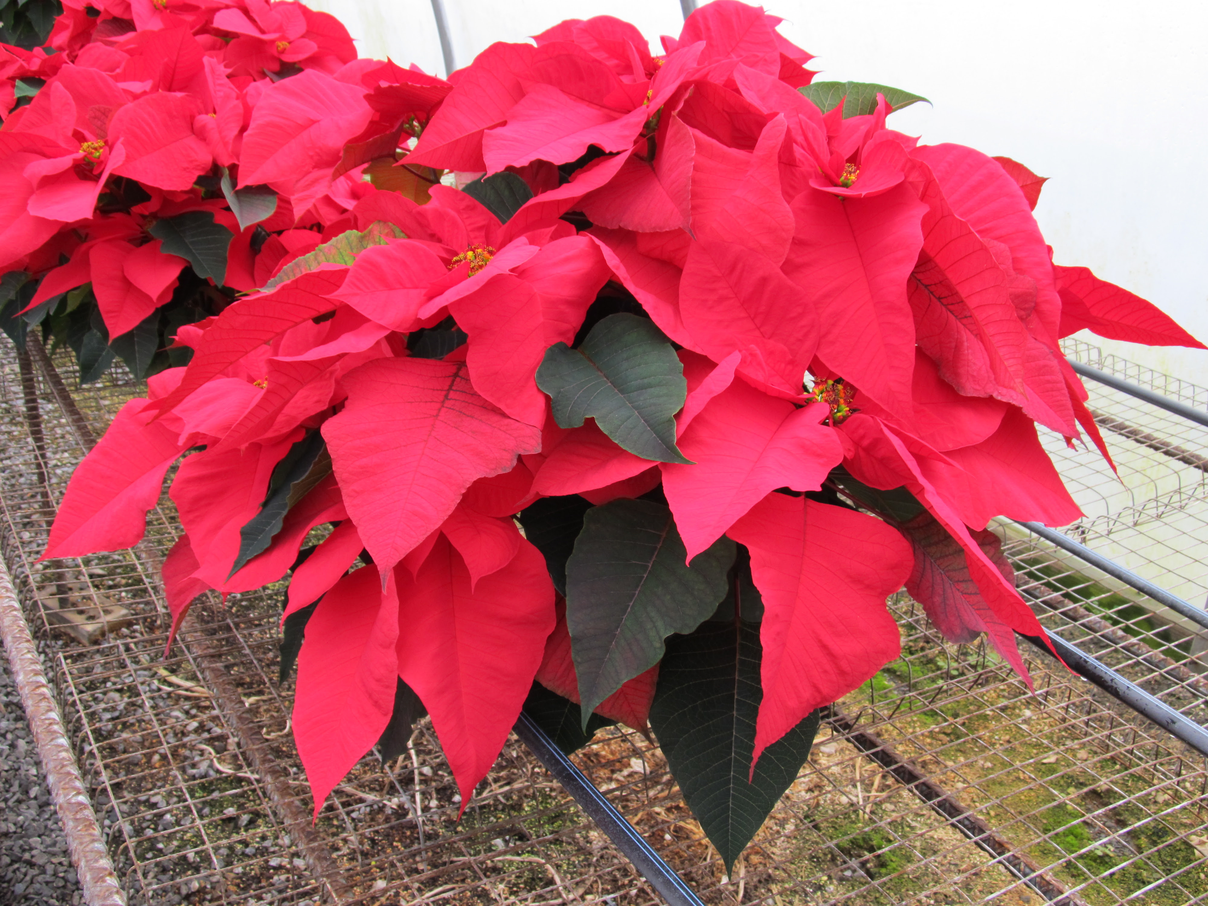 ReBlooming Your Poinsettia: Winter thru Summer Care  What Grows 