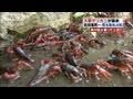 ザリガニ 飼う場所 149801-ザリガニ 飼う場所