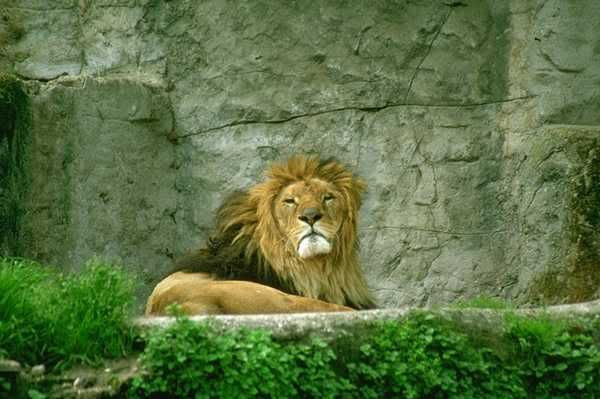 Singa Mesir Pictures, Images amp; Photos  Photobucket