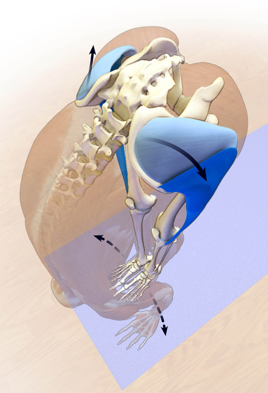 freeing the sacroiliac joint in uttanasana 
