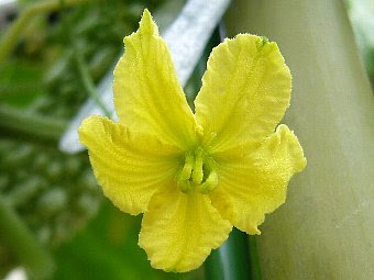 ニガウリ 苦瓜 ツルレイシ 蔓茘枝 ゴーヤー