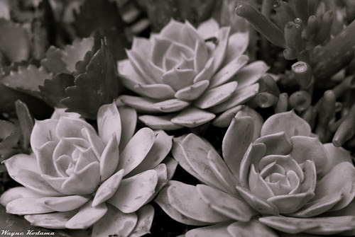 352/365 - The Arid Triangle by Wayne-K