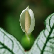 Koleksi Istimewa Bunga Keladi Hutan