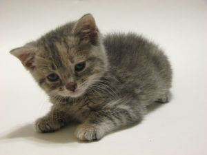 kitten
