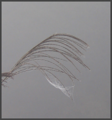 13 spidernet up