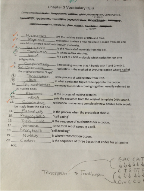 Chapter 8 From Dna To Proteins Vocabulary Practice Answers : Mitosis, Meiosis, Genetics, DNA ...