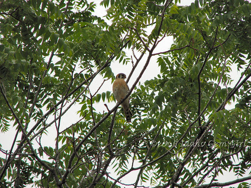 Saturday afternoon visitor.
