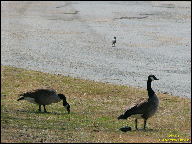 Canada Goose