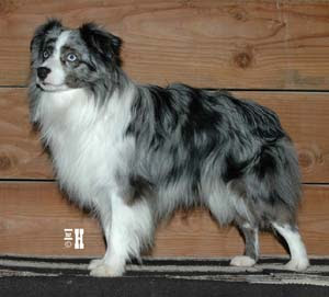 Mini Australian Shepherd Blue Merle