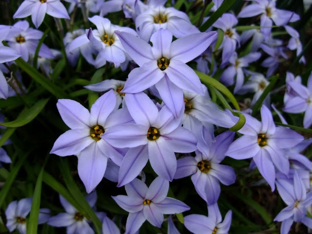 誕生花集ー2月28日 花韮 いつもいっしょ 楽天ブログ