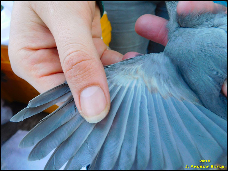 Gray Catbird