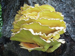 Bracket fungus