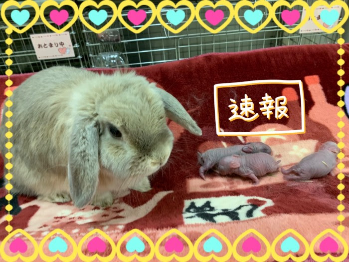 ホーランドロップ リンクス のキャメルが３羽出産しました うさぎさん 専門店ラビットインパクト