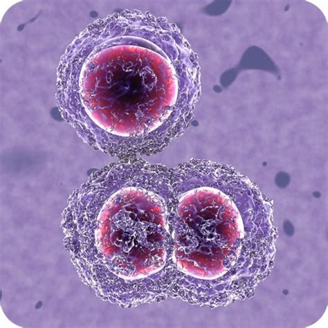 prokaryote reproduction biology libretexts
