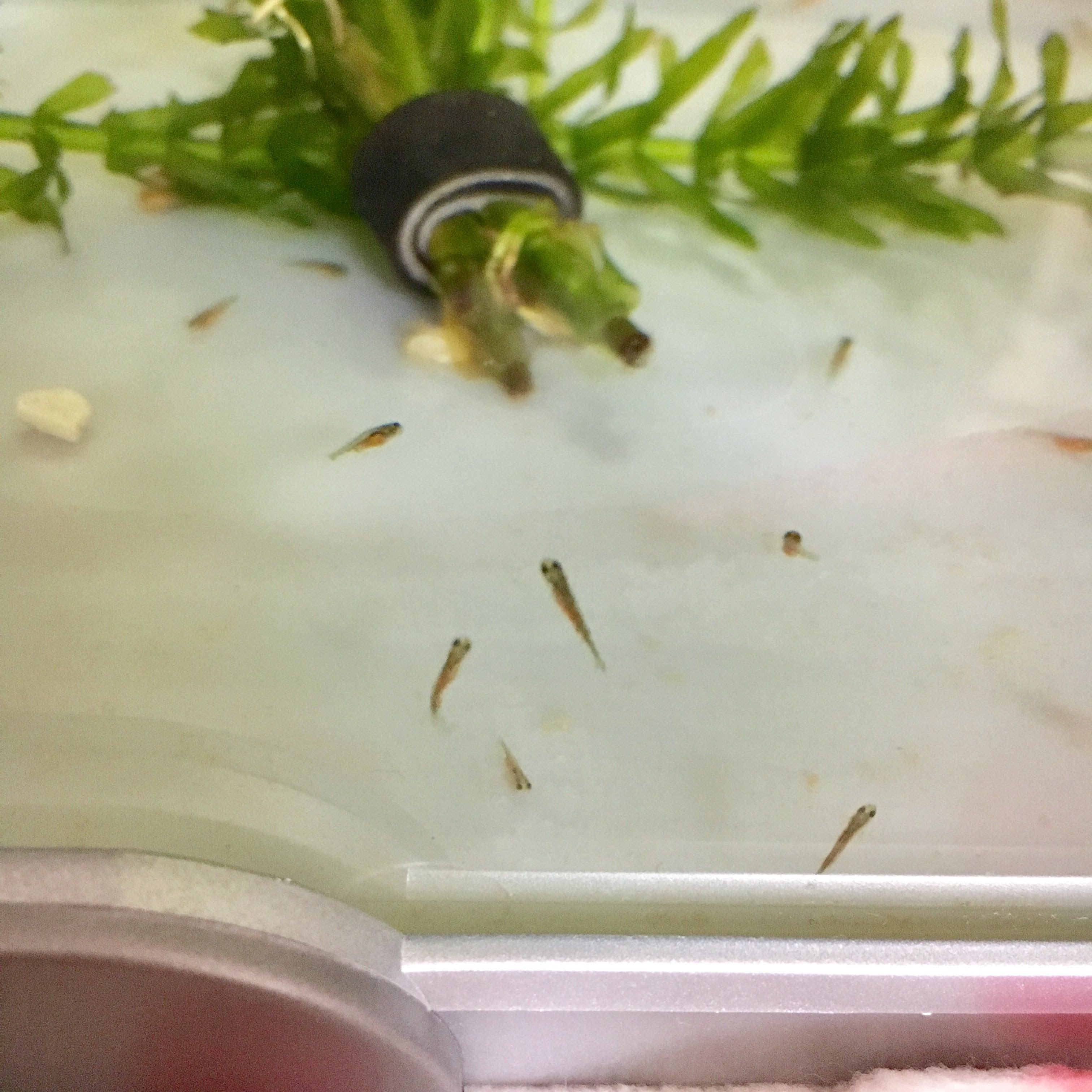 金魚の稚魚 アクティブ きままにのらりくらり 楽天ブログ
