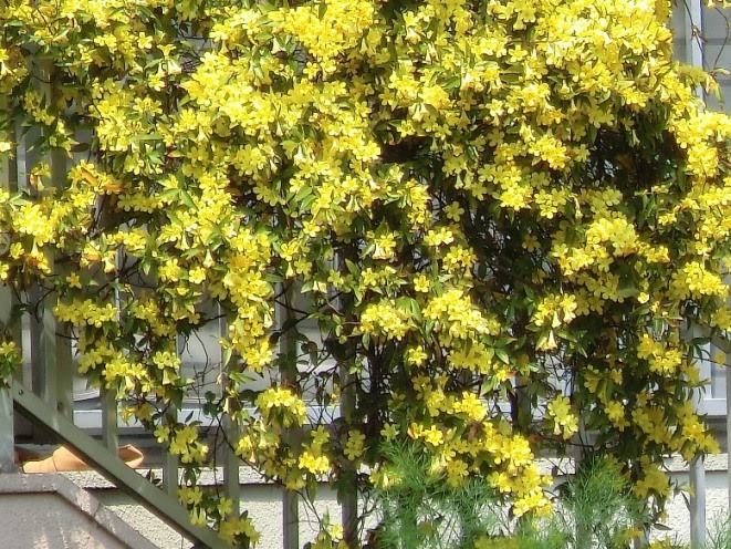 色鮮やかな木香薔薇 あやめ 風の街の日常