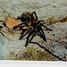 Araña pollito