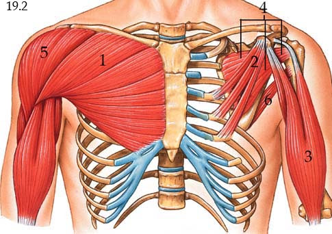 Lab 19: Muscles of the Chest, Shoulder and Arm