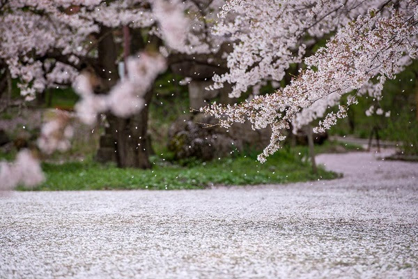 心の想いを詩 うた にして 桜の季節になると 君が恋しくなる