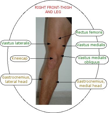 Vivian Grisogono About The Front Thigh Muscles