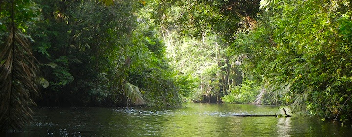 Visiting the region of turtles, or Tortuguero in the jungle of Costa Rica