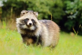 What Is A Raccoon Dog?
