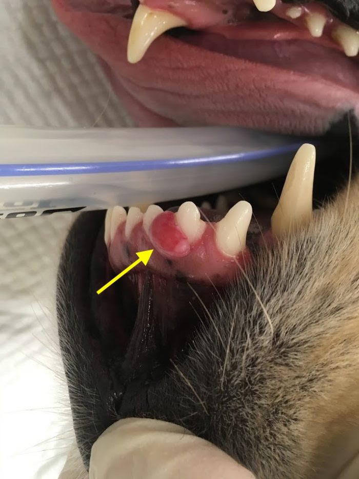 犬のはなし チャオ動物病院 Part 3