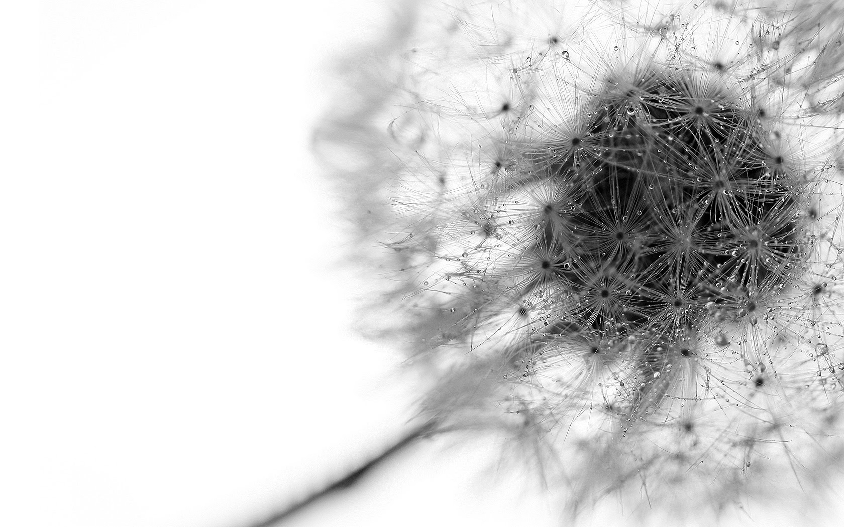  White  Wallpapers  20 Free  Hd  Wallpaper  Hdblackwallpaper com