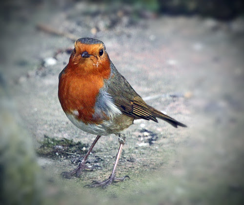Robin