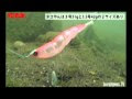 タコ ルアー釣り 328480-タコ ルアー釣り