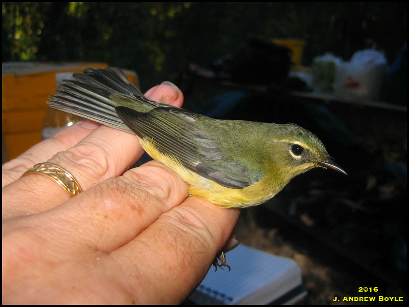 Black-throated Blue Warbler