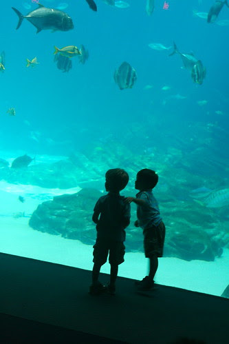 Atlanta Aquarium