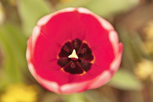 Tulip