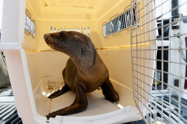 Anak singa laut istirahat di ruang penyimpanan sementara setelah dievakuasi dari jebakan lubang berpasir.