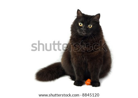 black and white cat cartoon. Black And White Cartoon Roses.